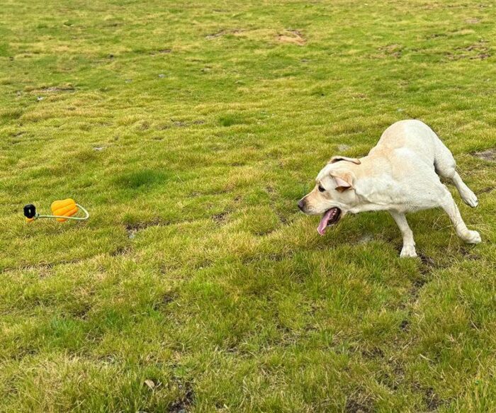 Dog Rope Fetch Toy